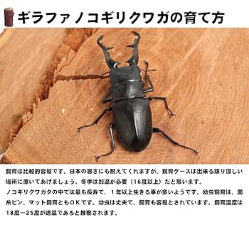 【超特大】野外採集品　ギラファノコギリクワガタ3頭セット　昆虫標本 ギラファノコギリクワガタオスメスペア Sサイズ 外国産クワガタ